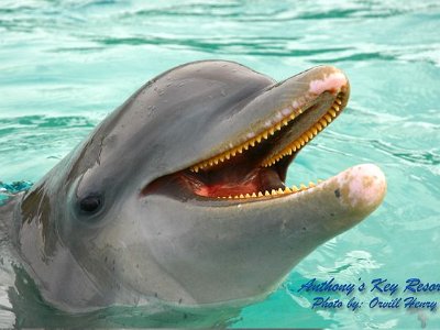 Dolphins 9